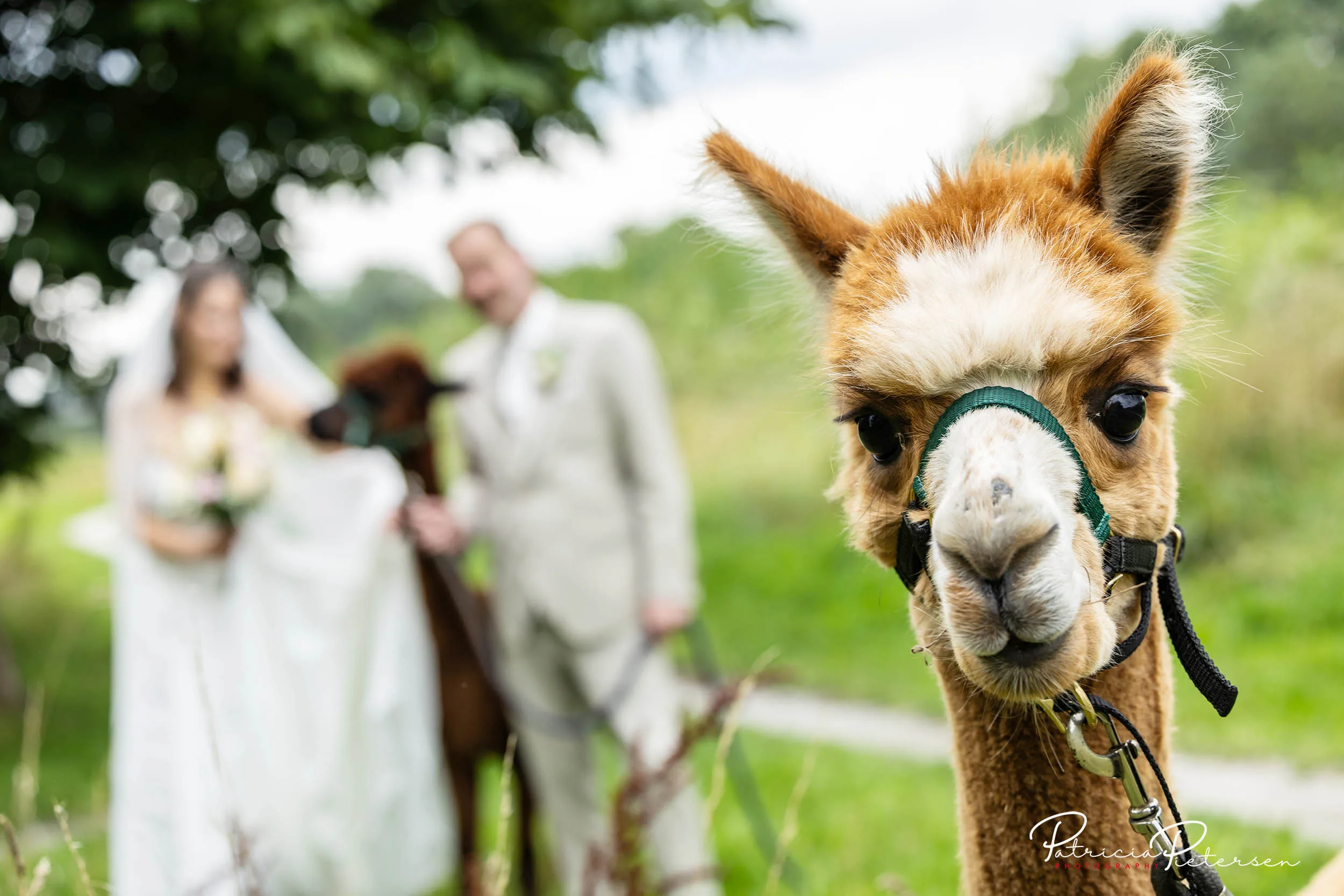 trouwreportage_theater_posa_kevin_rosa_alpaca_manege_lelysta (19)